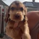 Seller WeloveSpaniels